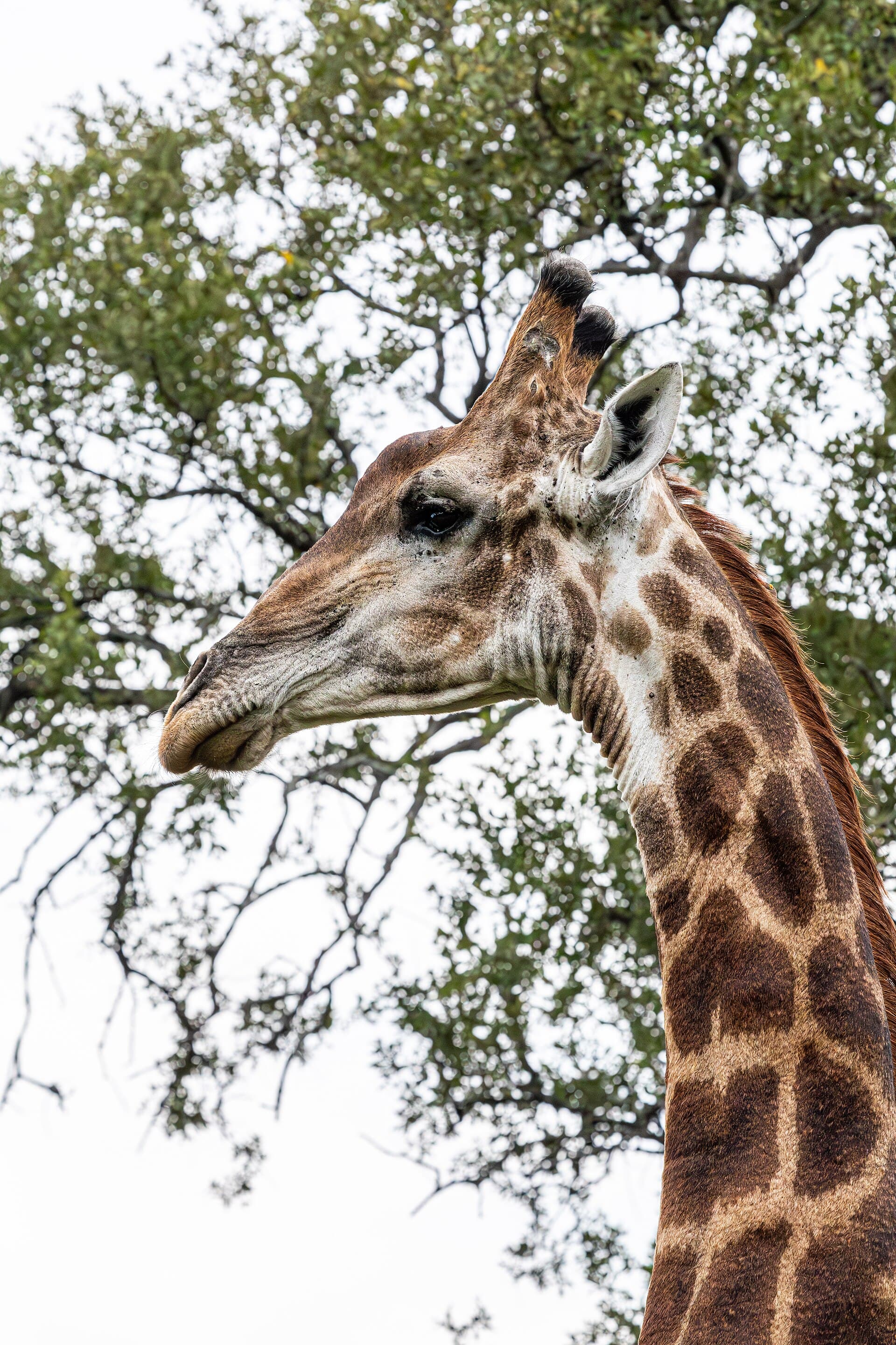 Giraffe photographed in the southern African bush