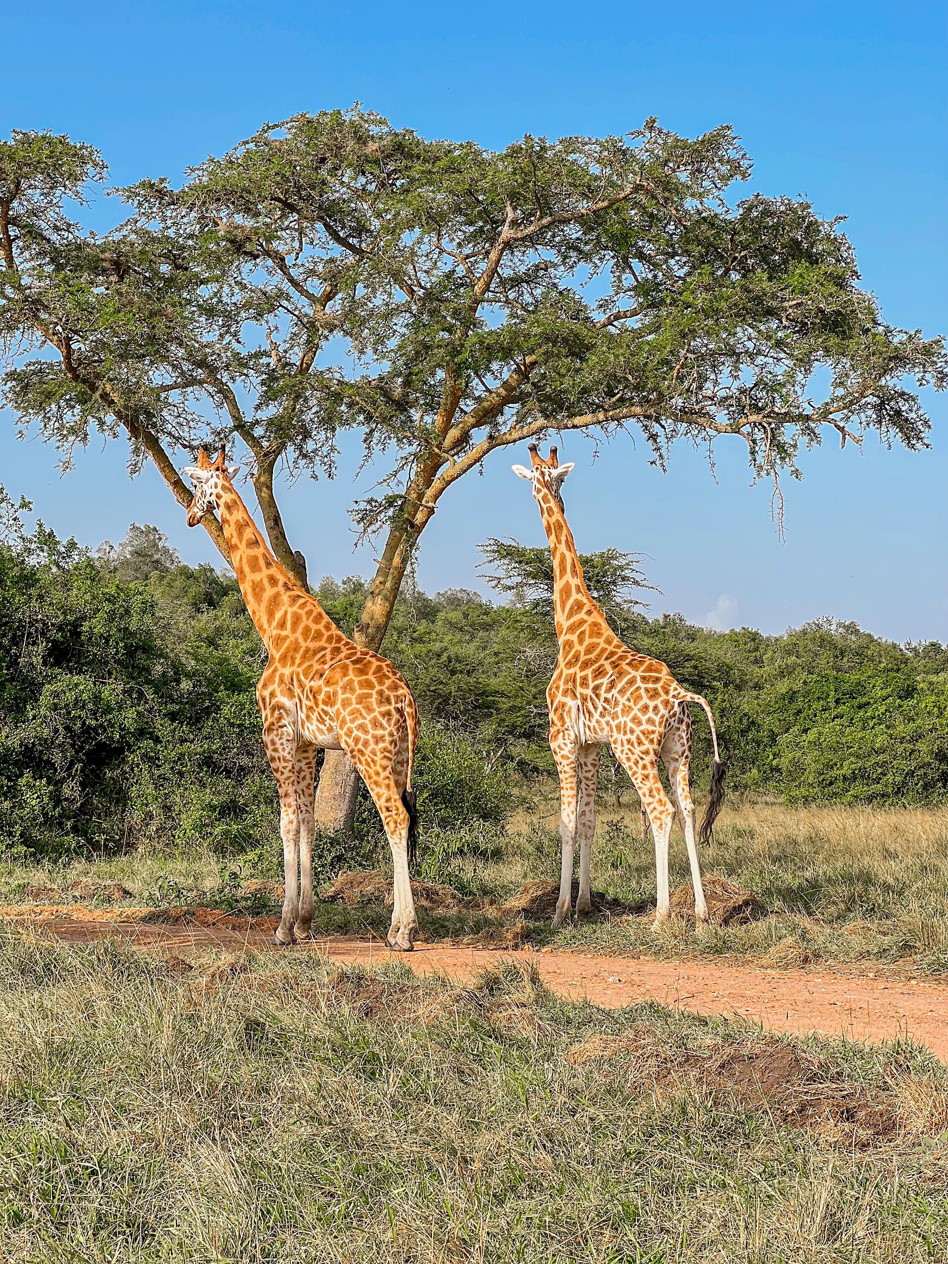 Two giraffes beneath an acacia tree