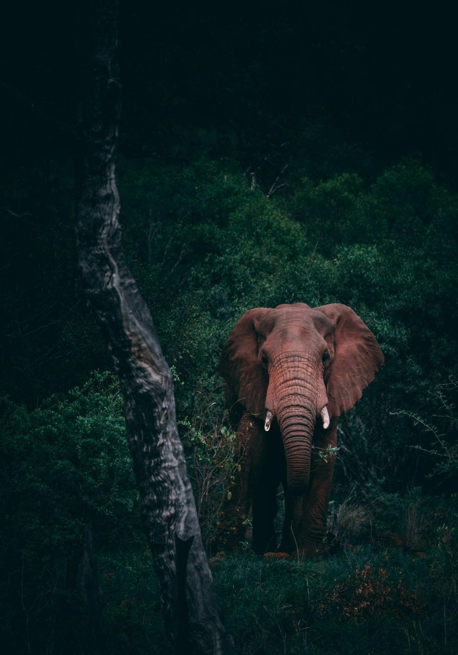 Game Drive